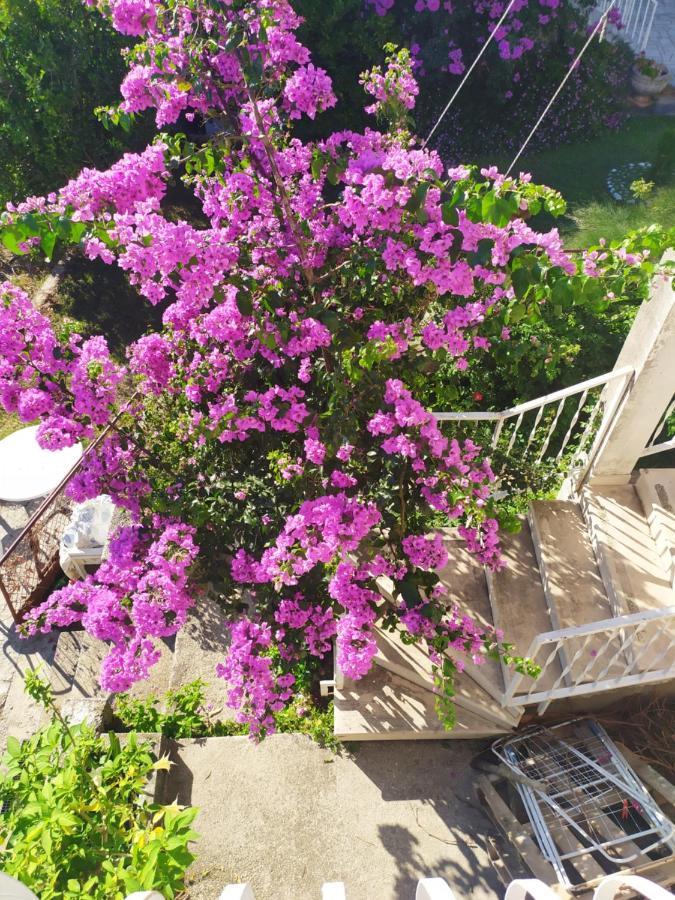 Honey Bee Cavtat Apartment Bagian luar foto