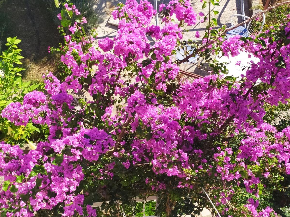 Honey Bee Cavtat Apartment Bagian luar foto